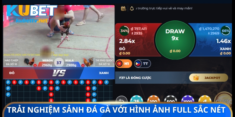 Trải nghiệm sảnh đá gà với hình ảnh full sắc nét